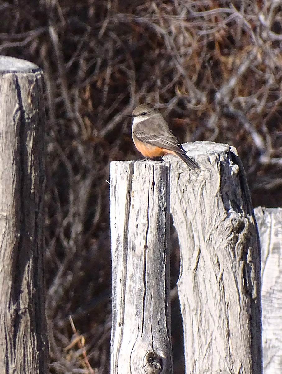 Vermilion Flycatcher - Nancy Overholtz