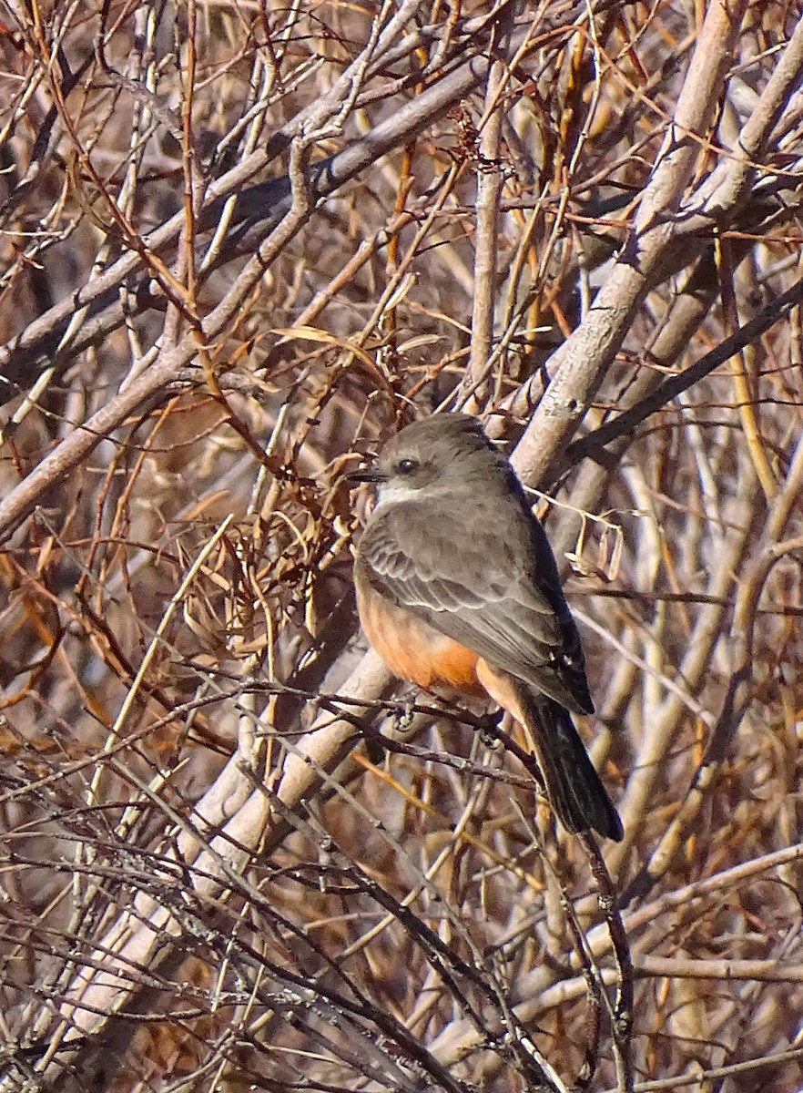 Vermilion Flycatcher - Nancy Overholtz