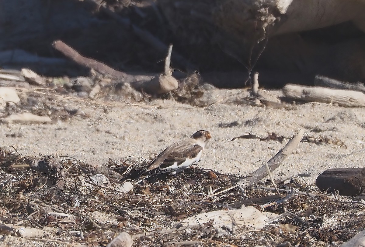 Snow Bunting - James Maughn