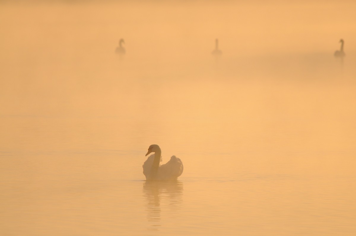 Mute Swan - ML611538939