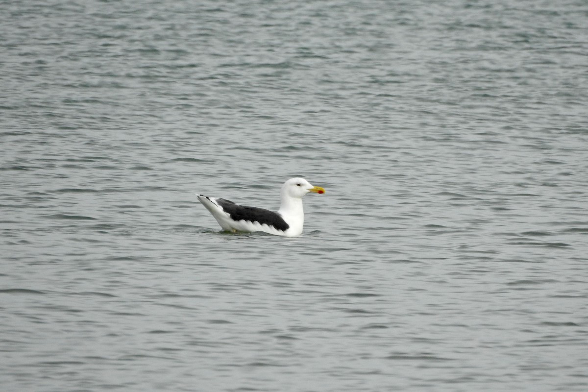 Lesser Black-backed Gull - ML611538983