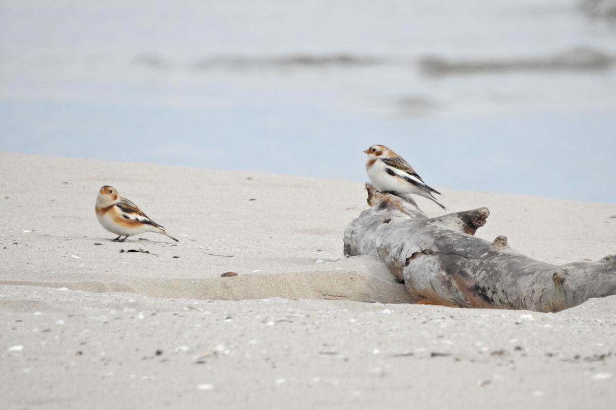 Snow Bunting - ML611538998