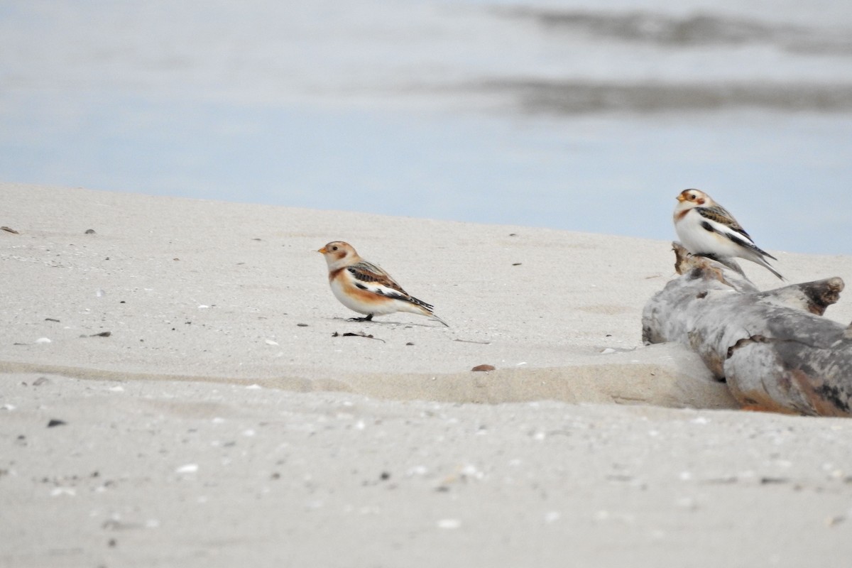 Snow Bunting - ML611538999