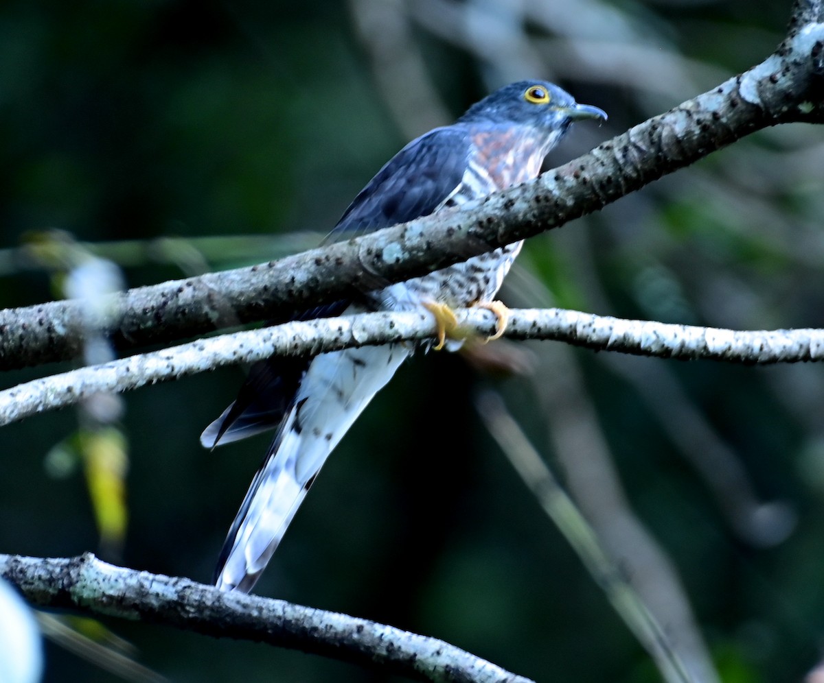 Large Hawk-Cuckoo - ML611539015