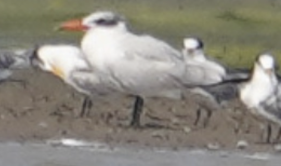 Caspian Tern - ML611539046