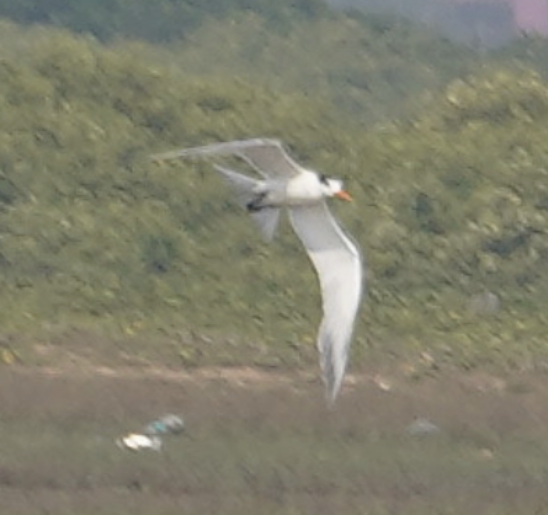 Lesser Crested Tern - ML611539048