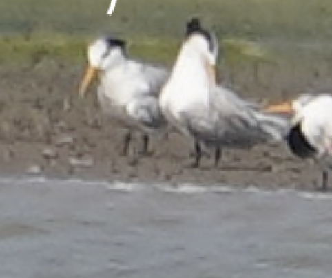 Great Crested Tern - ML611539051