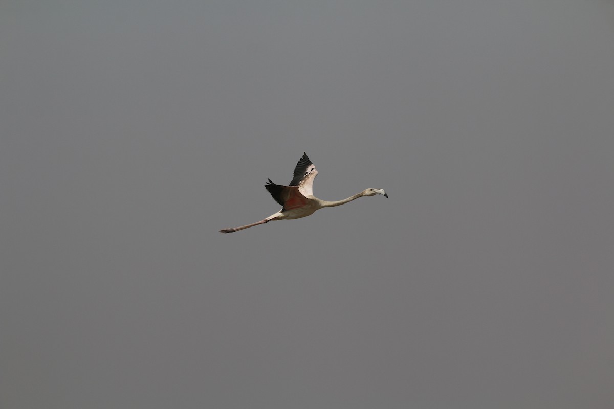 Greater Flamingo - ML611539224