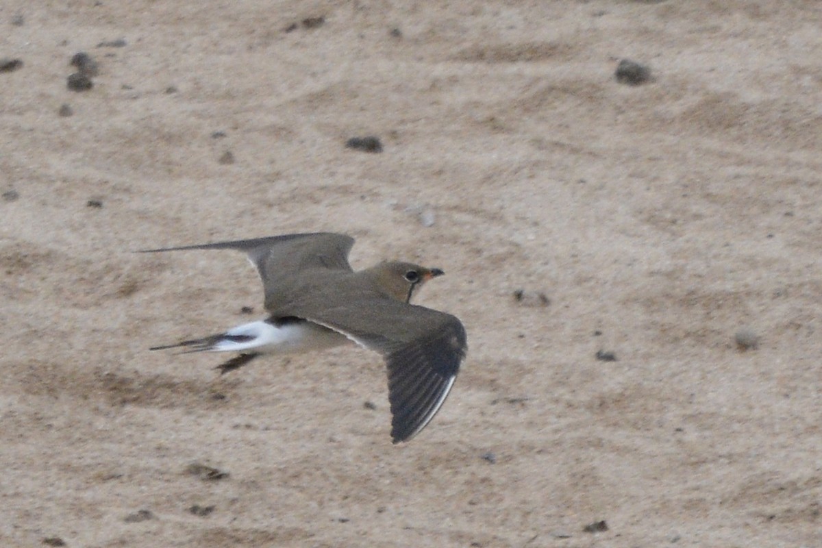 Collared Pratincole - ML611539256