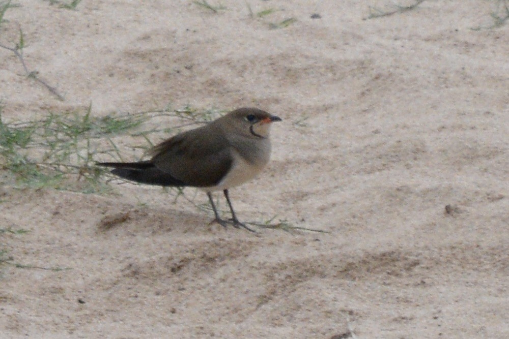 Collared Pratincole - ML611539257