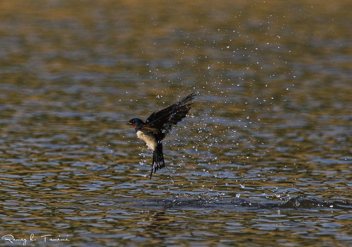 Golondrina Común - ML611539384