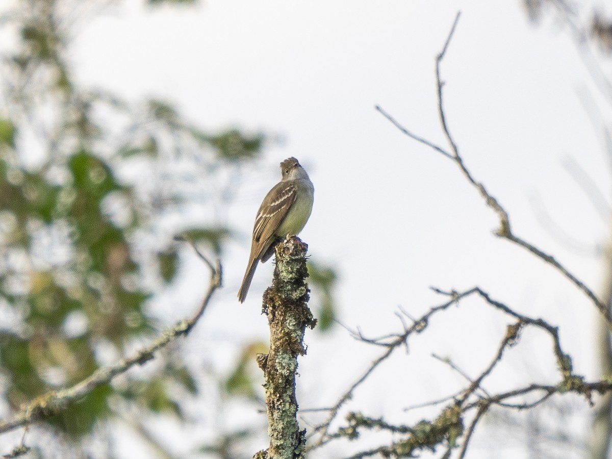 Large Elaenia - Steven Hunter