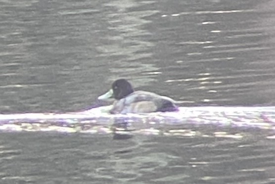 Lesser Scaup - ML611539448