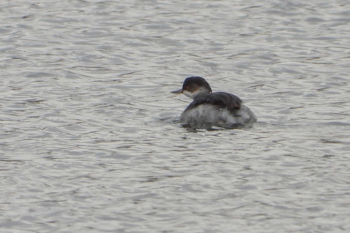 Eared Grebe - Vladislav Železný