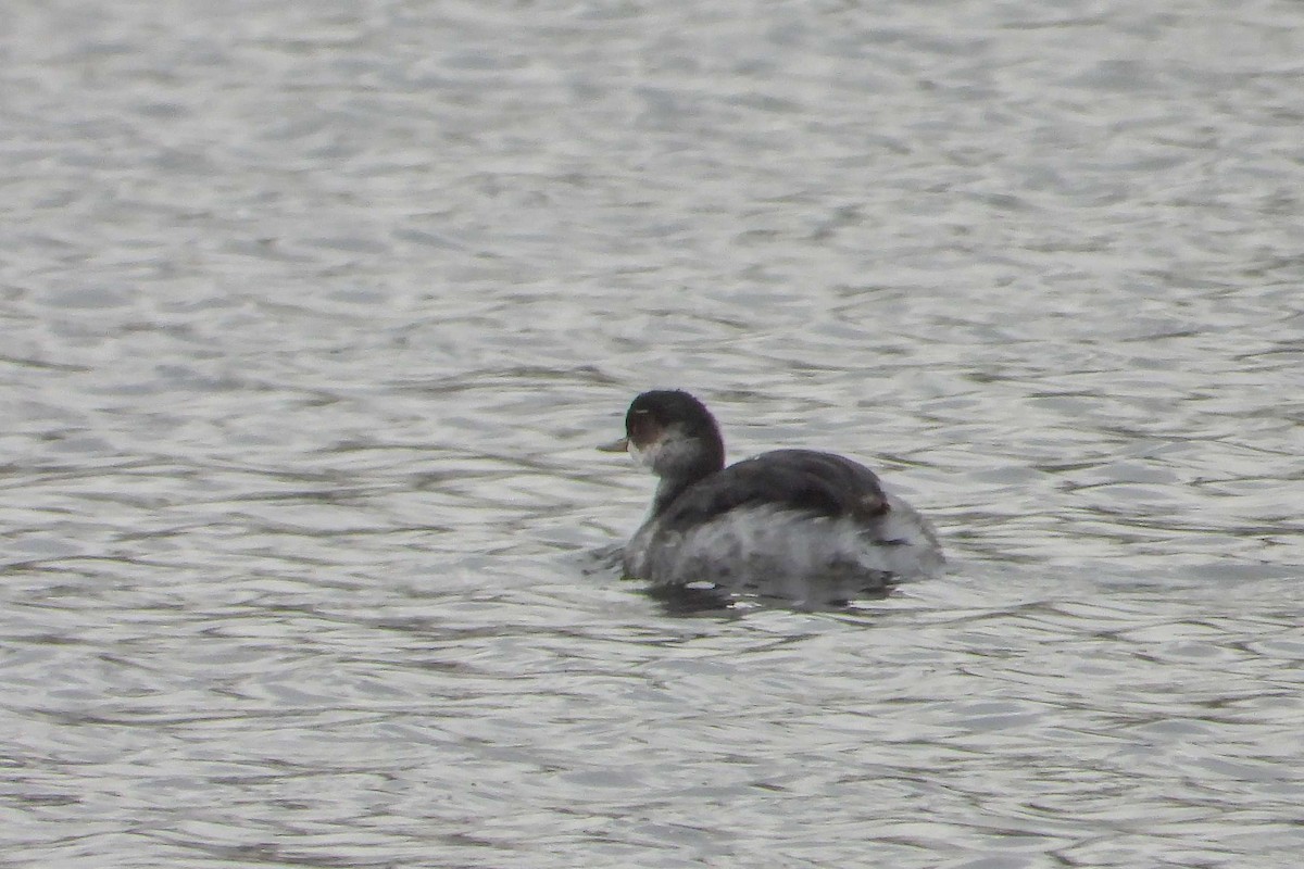 Eared Grebe - Vladislav Železný