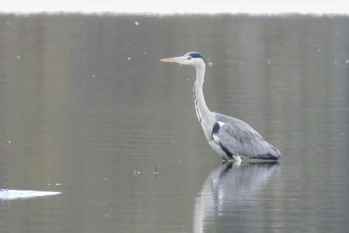 Gray Heron - ML611539481