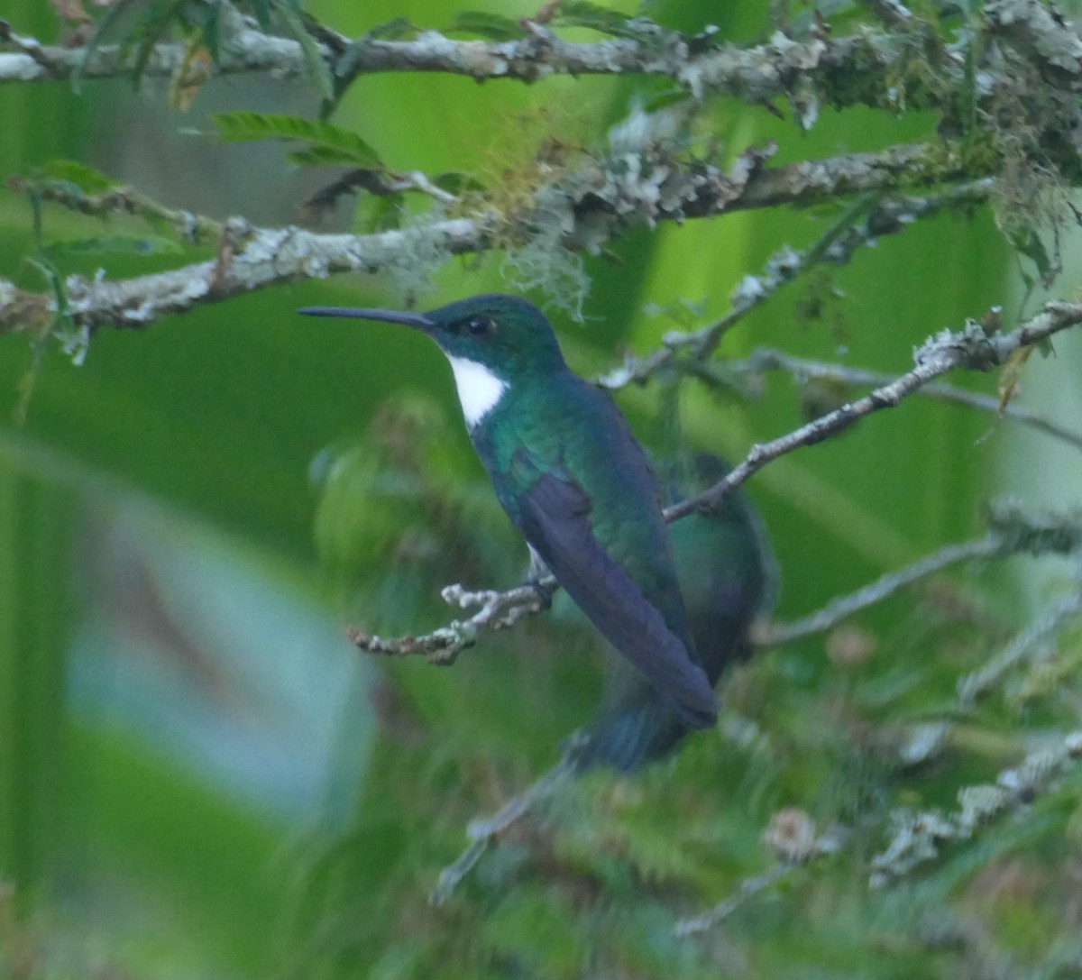 White-throated Hummingbird - ML611539578