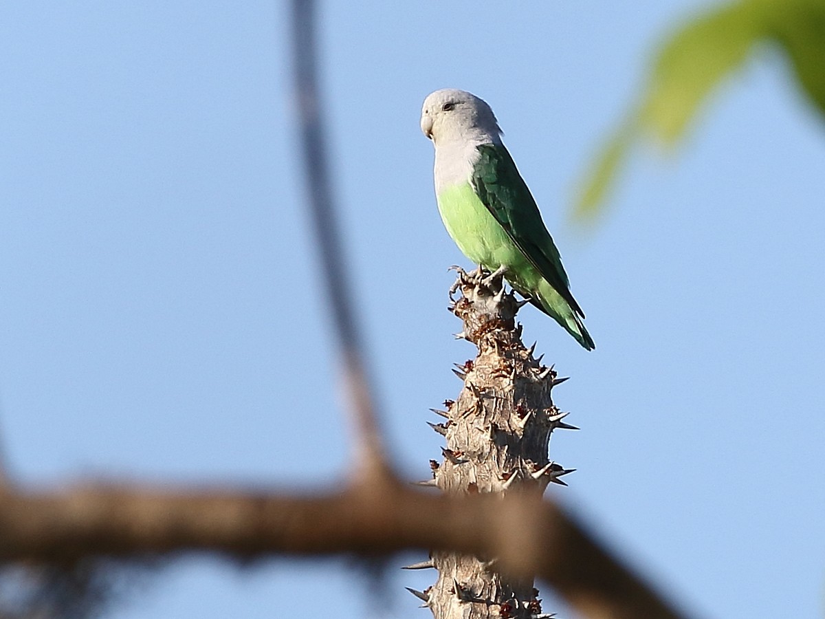 Gray-headed Lovebird - ML611539625