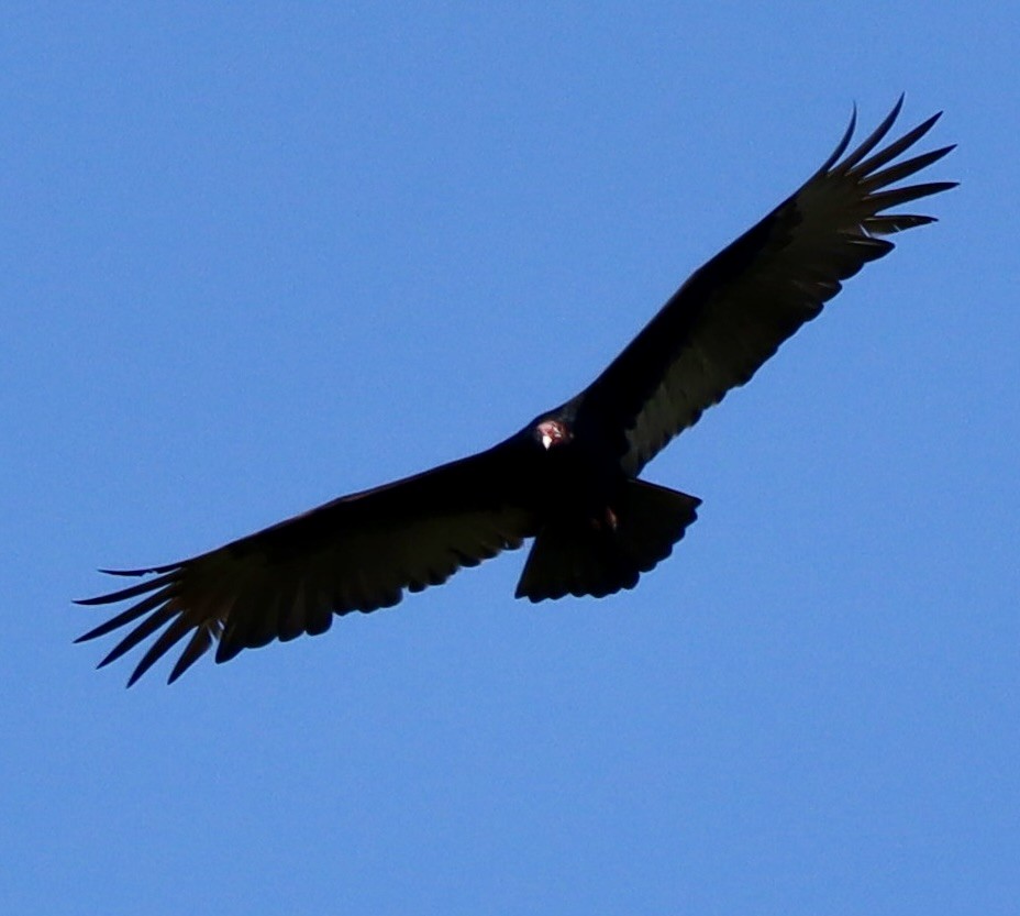 Turkey Vulture - ML611539663
