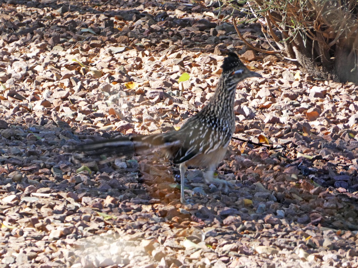 Greater Roadrunner - ML611539782