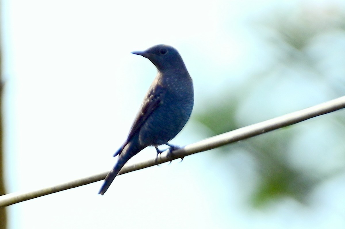 Blue Rock-Thrush - ML611539808