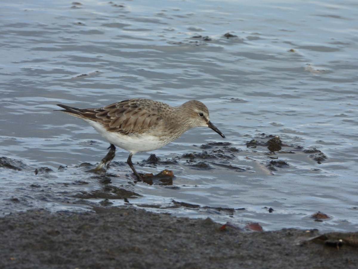 Weißbürzel-Strandläufer - ML611539820