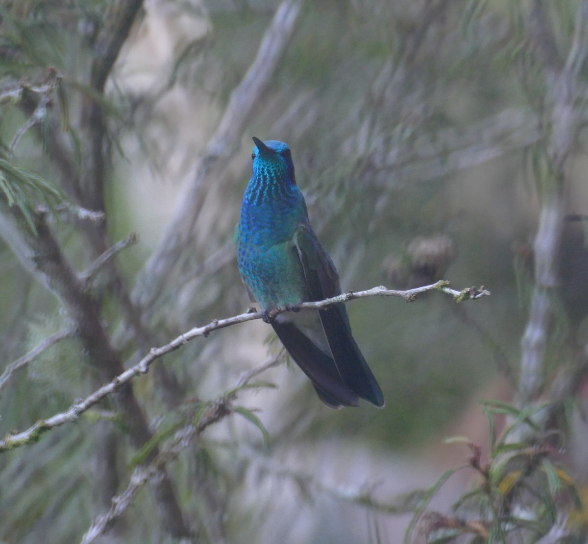 White-vented Violetear - ML611539824