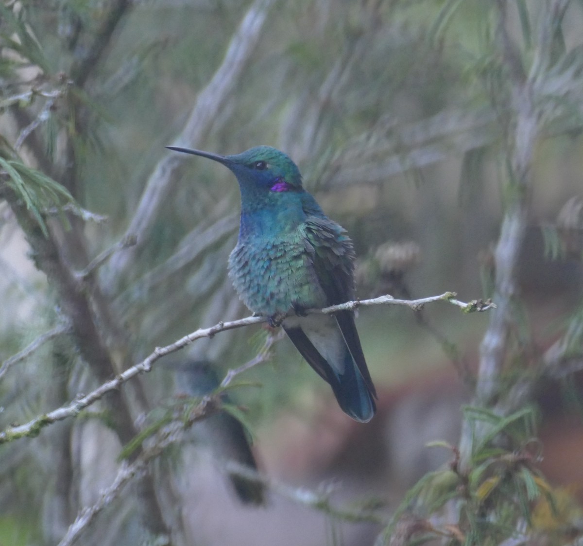 White-vented Violetear - ML611539826