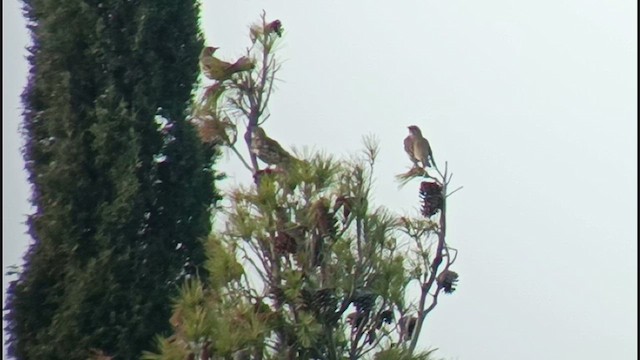 Mistle Thrush - ML611539866