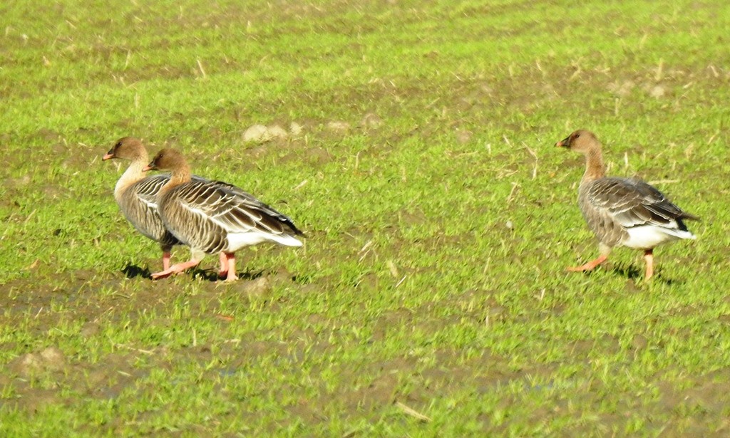 Pink-footed Goose - ML611539896