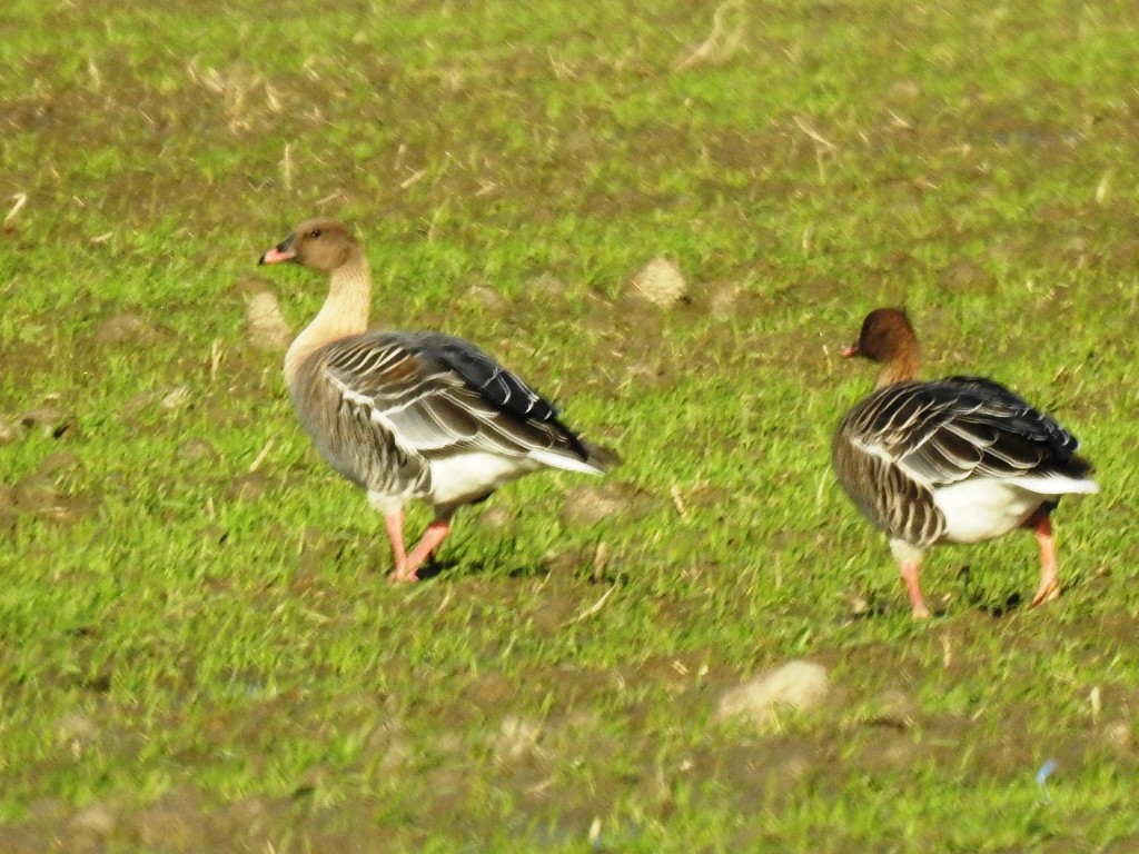 Pink-footed Goose - ML611539897