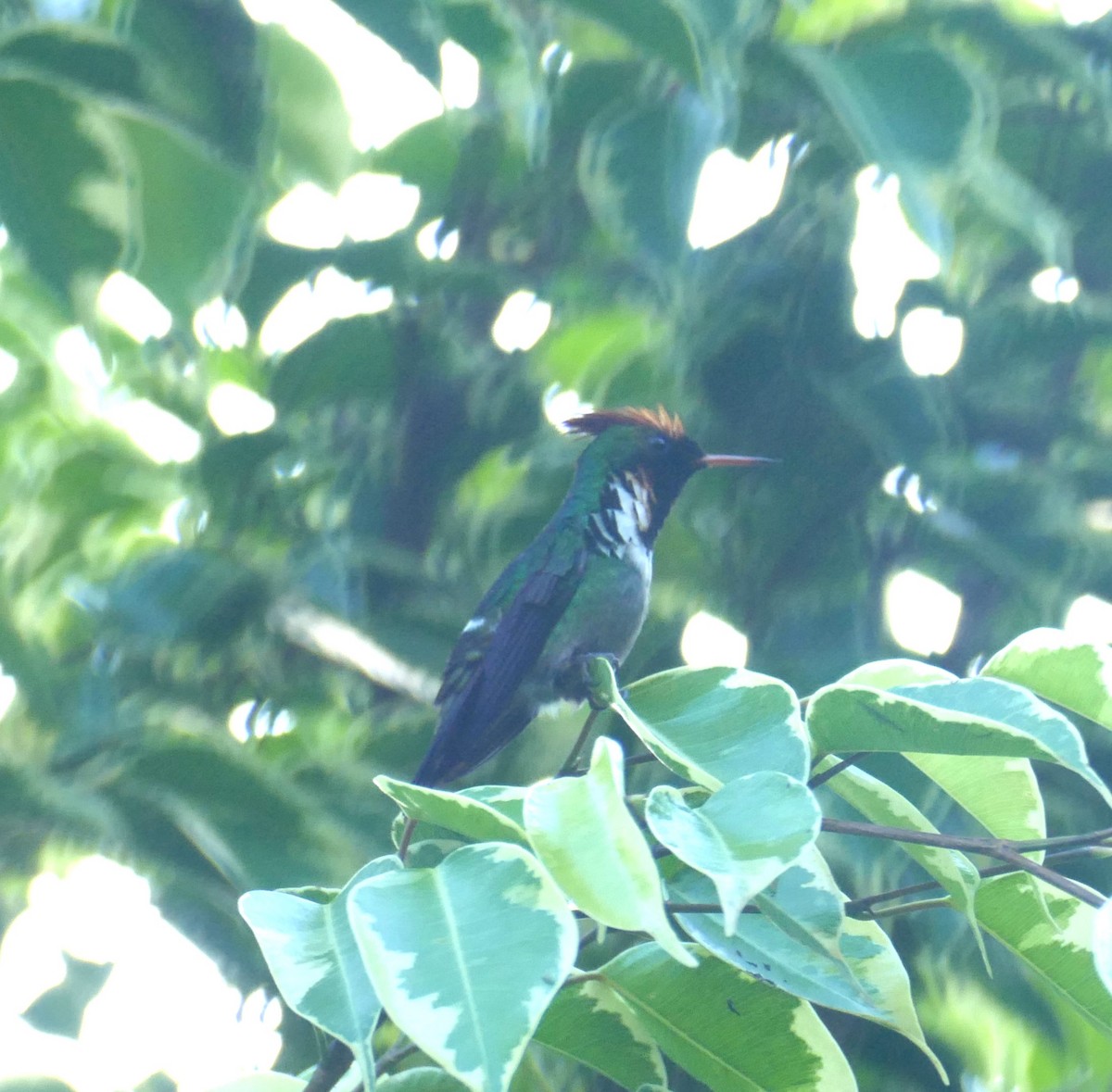 Frilled Coquette - ML611539945