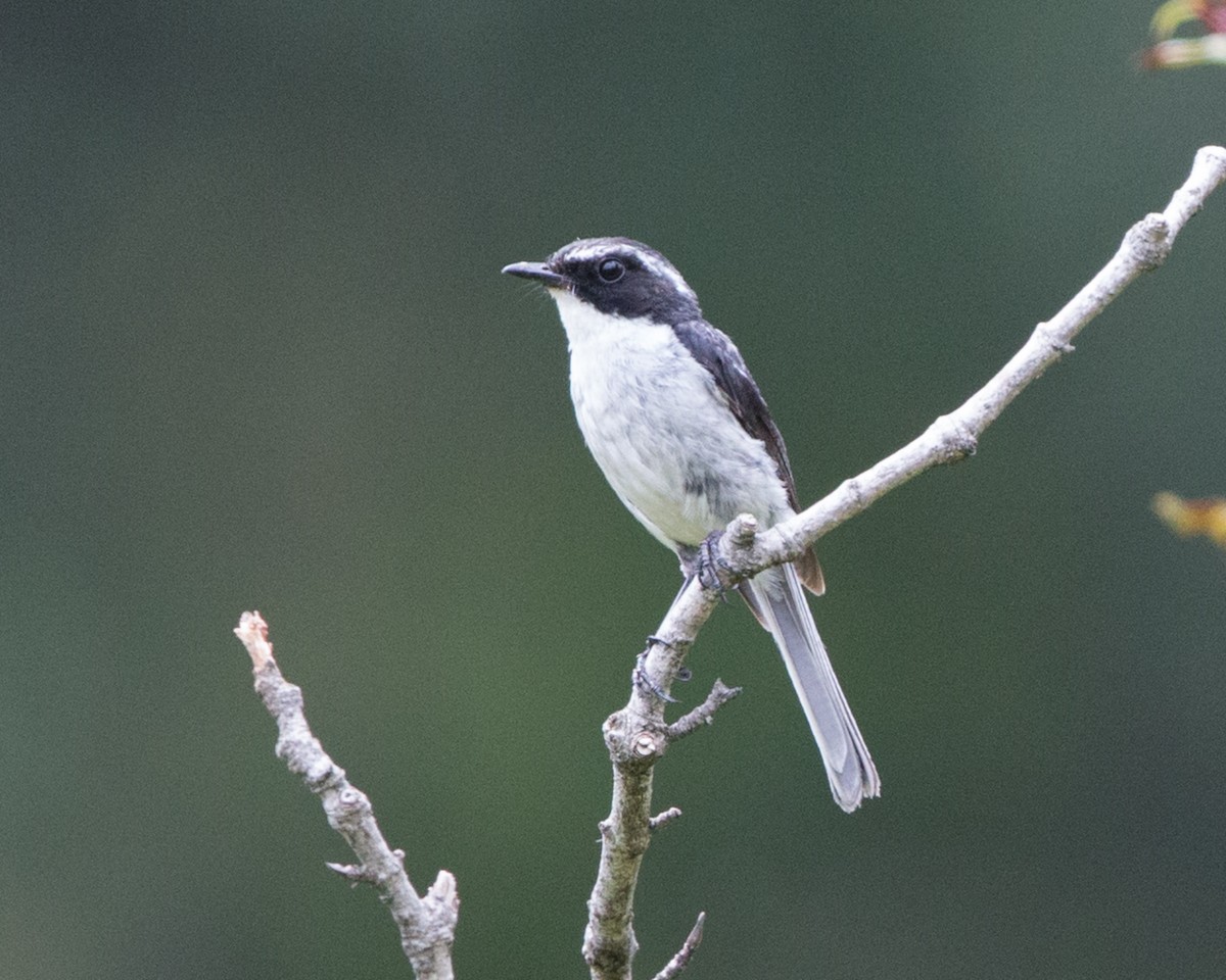 Gray Bushchat - ML611539975