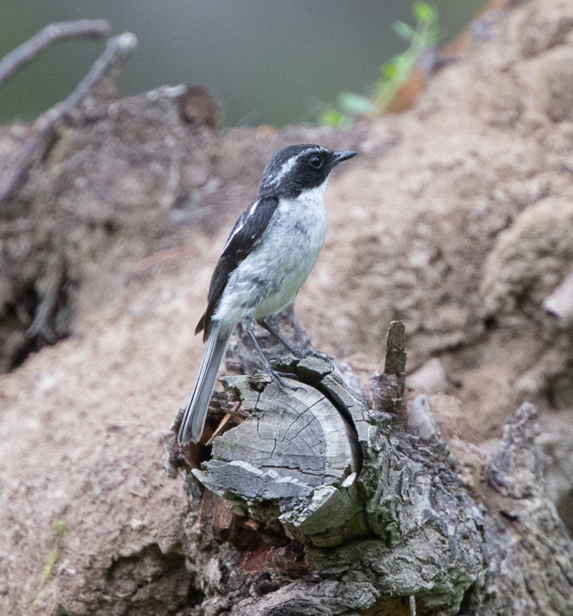 Gray Bushchat - ML611539979