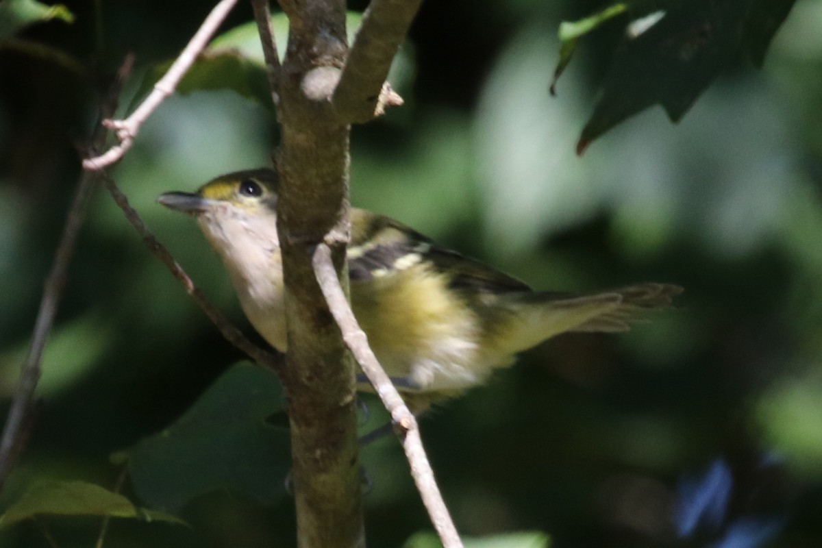 White-eyed Vireo - ML611539985