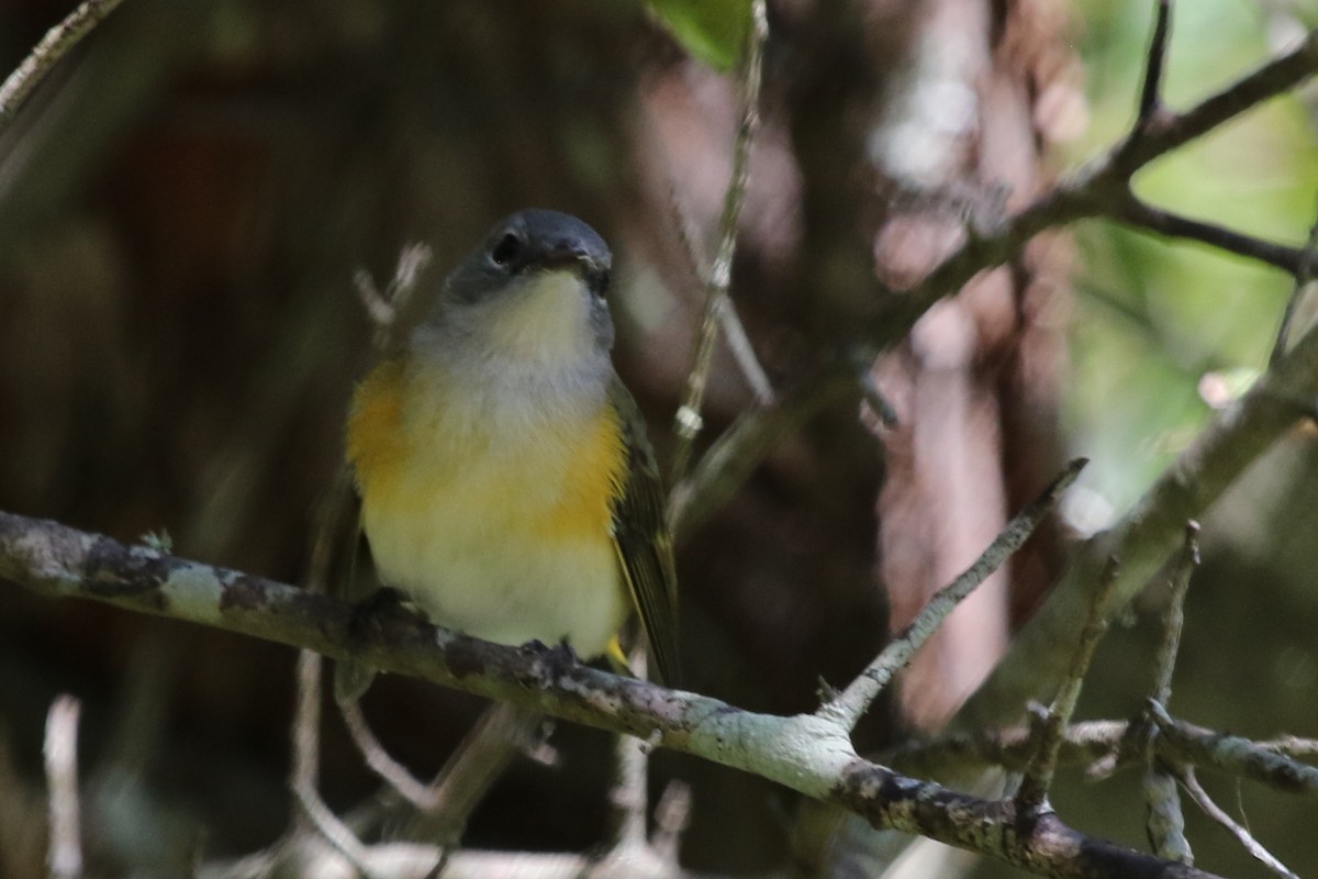 American Redstart - ML611540001