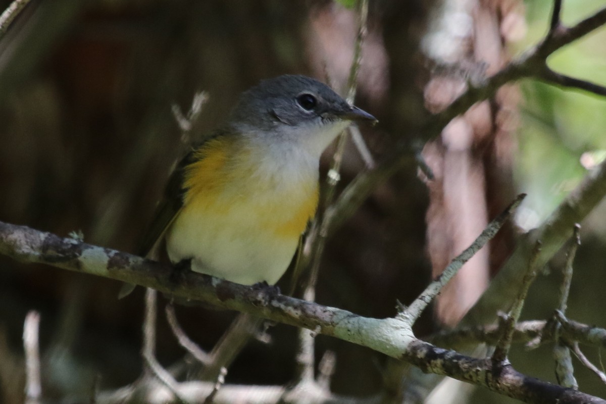 American Redstart - ML611540002