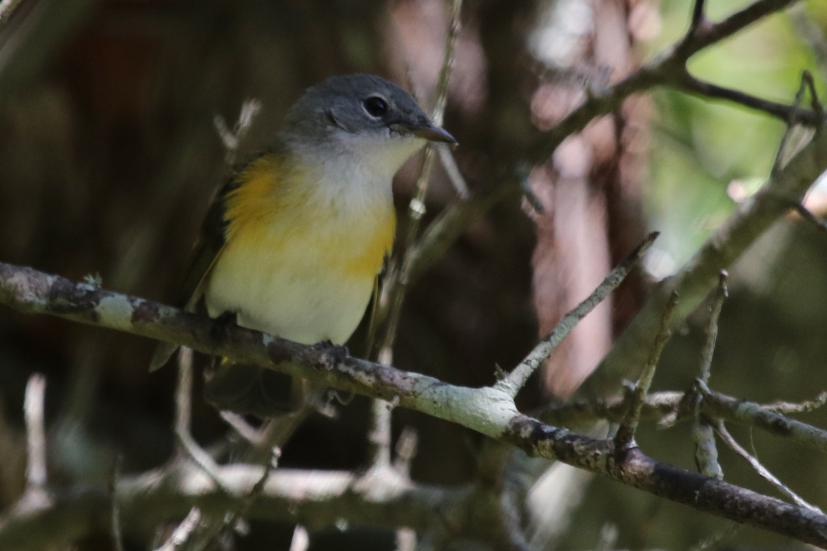 American Redstart - ML611540003