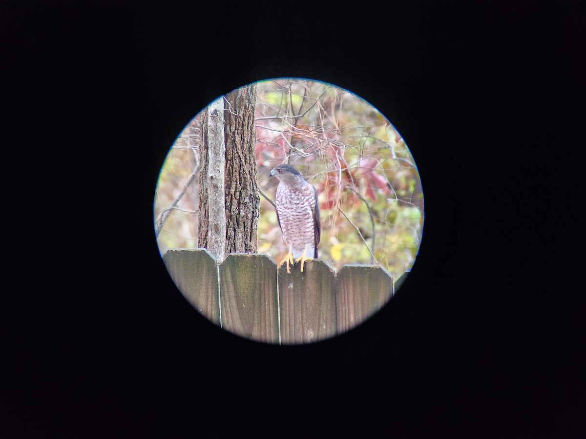 Cooper's Hawk - ML611540027