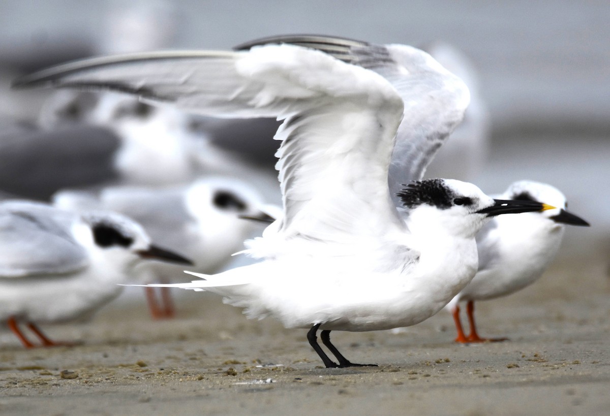 Sandwich Tern - ML611540032