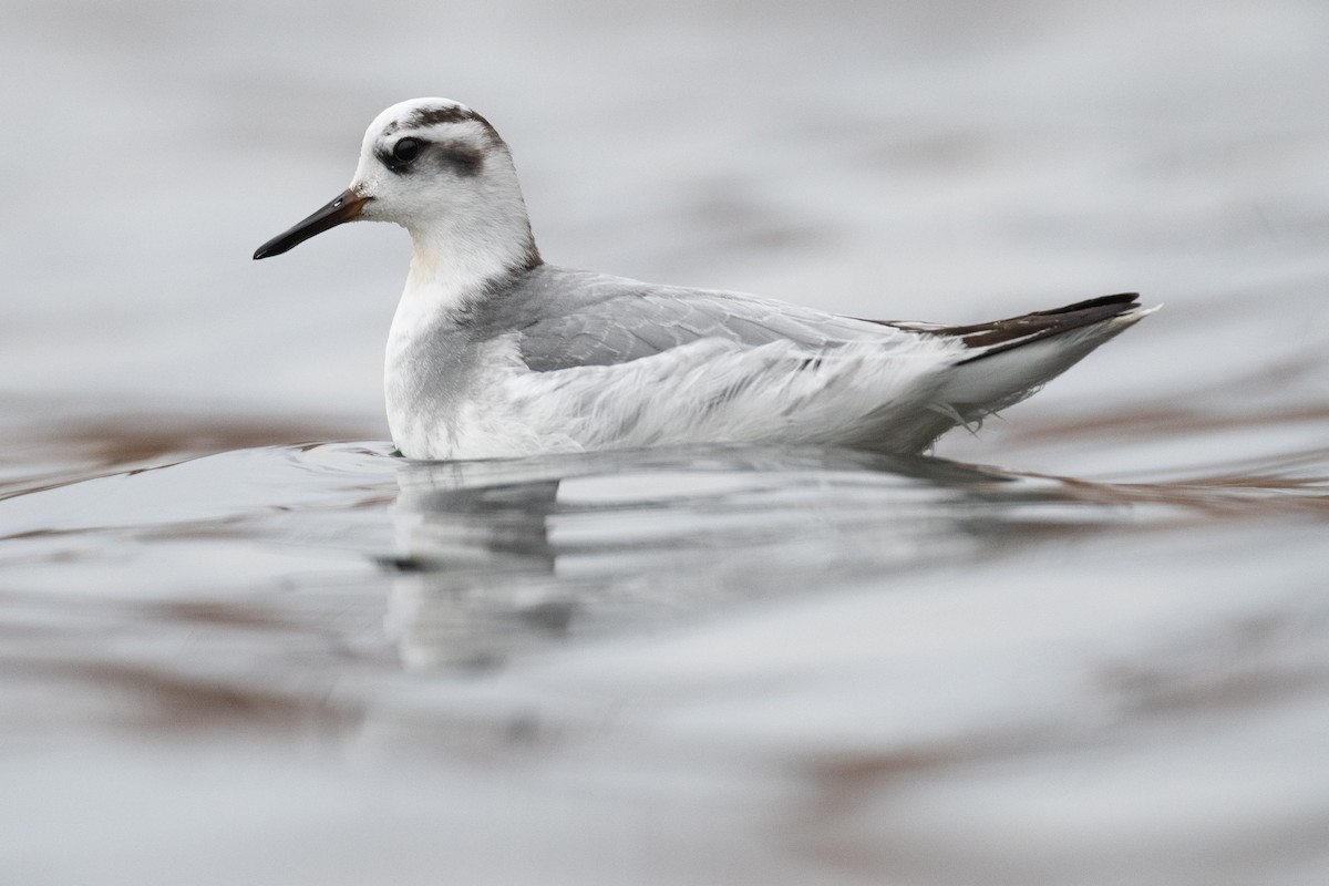 Red Phalarope - Amanda Guercio