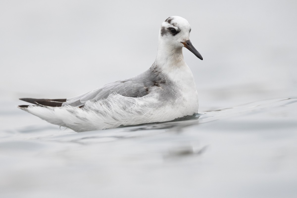 Red Phalarope - Amanda Guercio