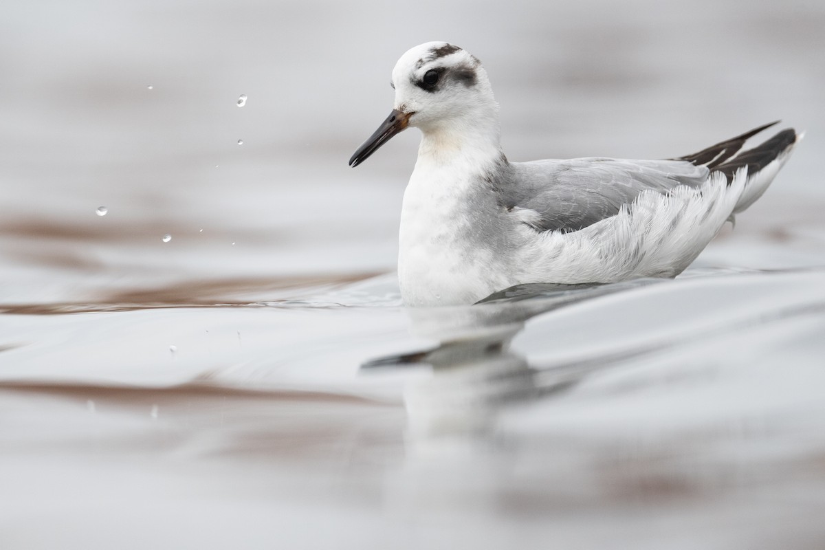 Red Phalarope - Amanda Guercio