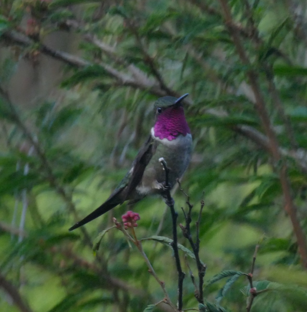 Amethyststernkolibri - ML611540092