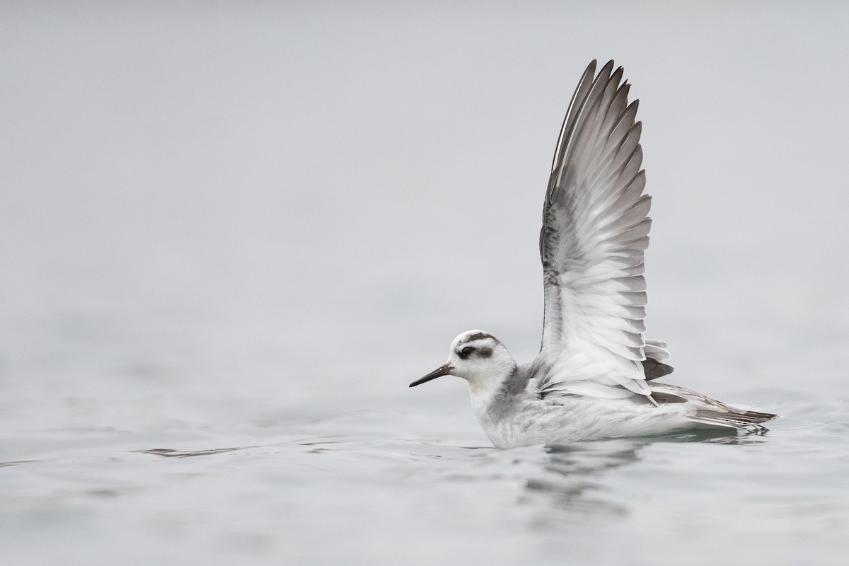 Red Phalarope - Amanda Guercio