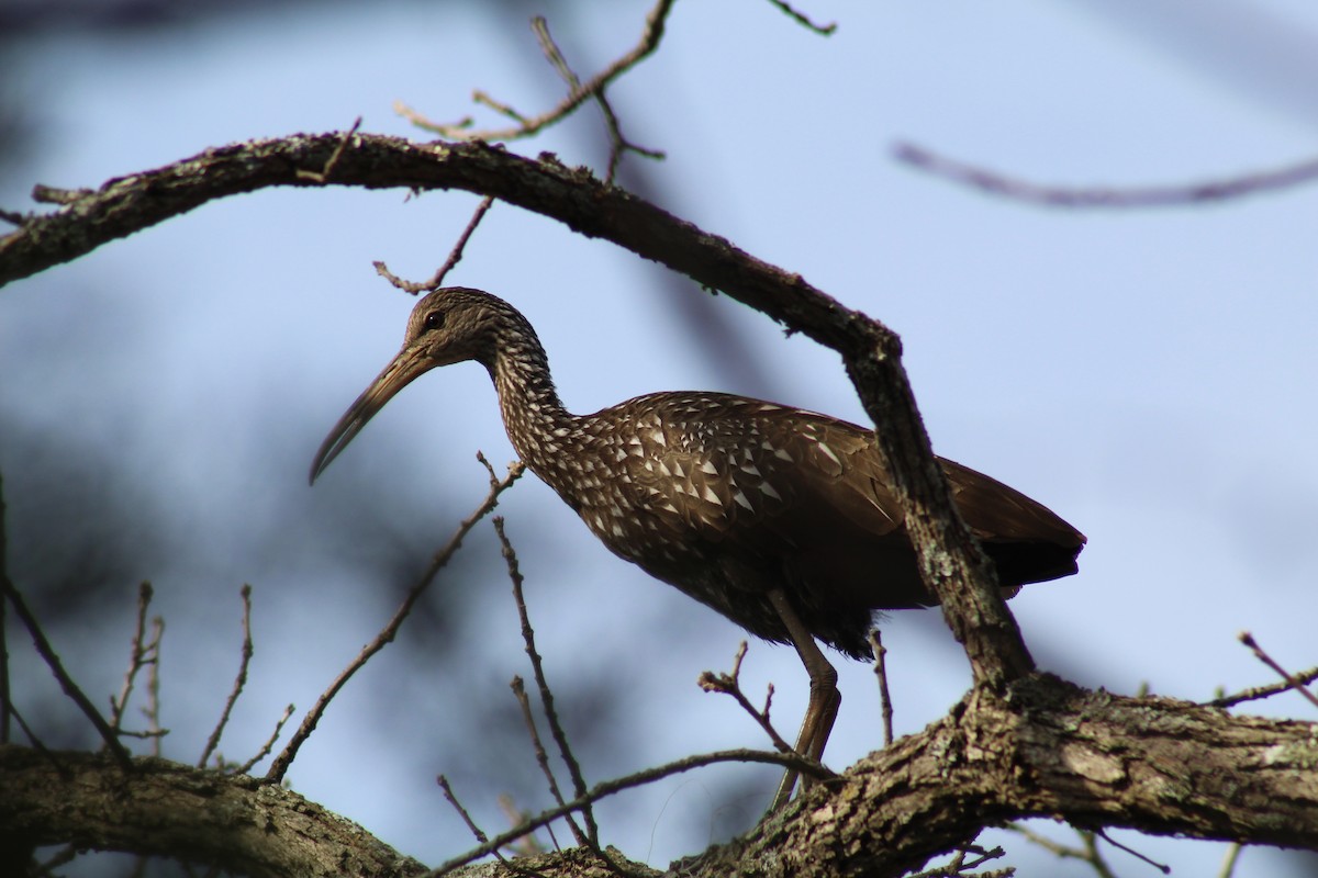 Limpkin - Ty Sharrow