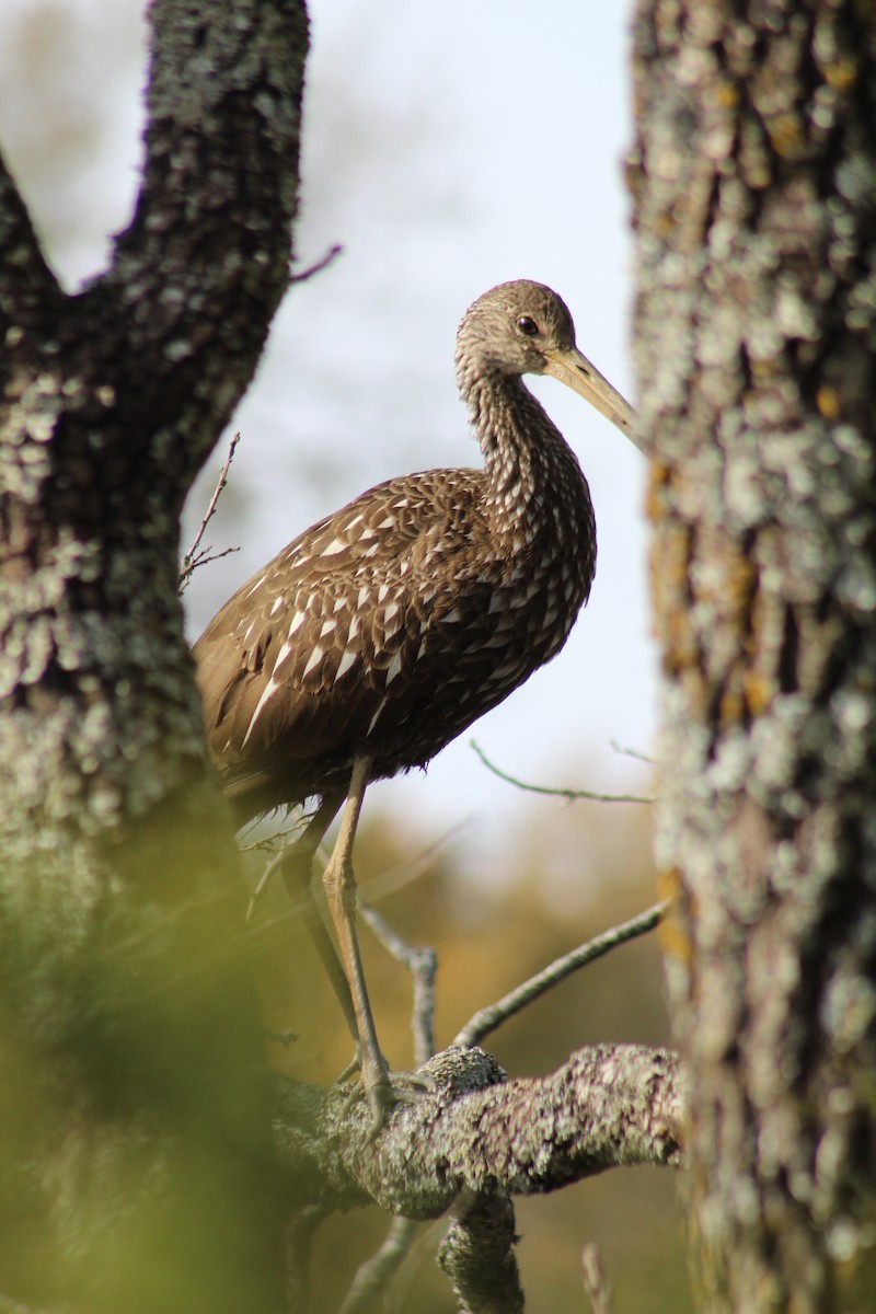 Limpkin - ML611540182