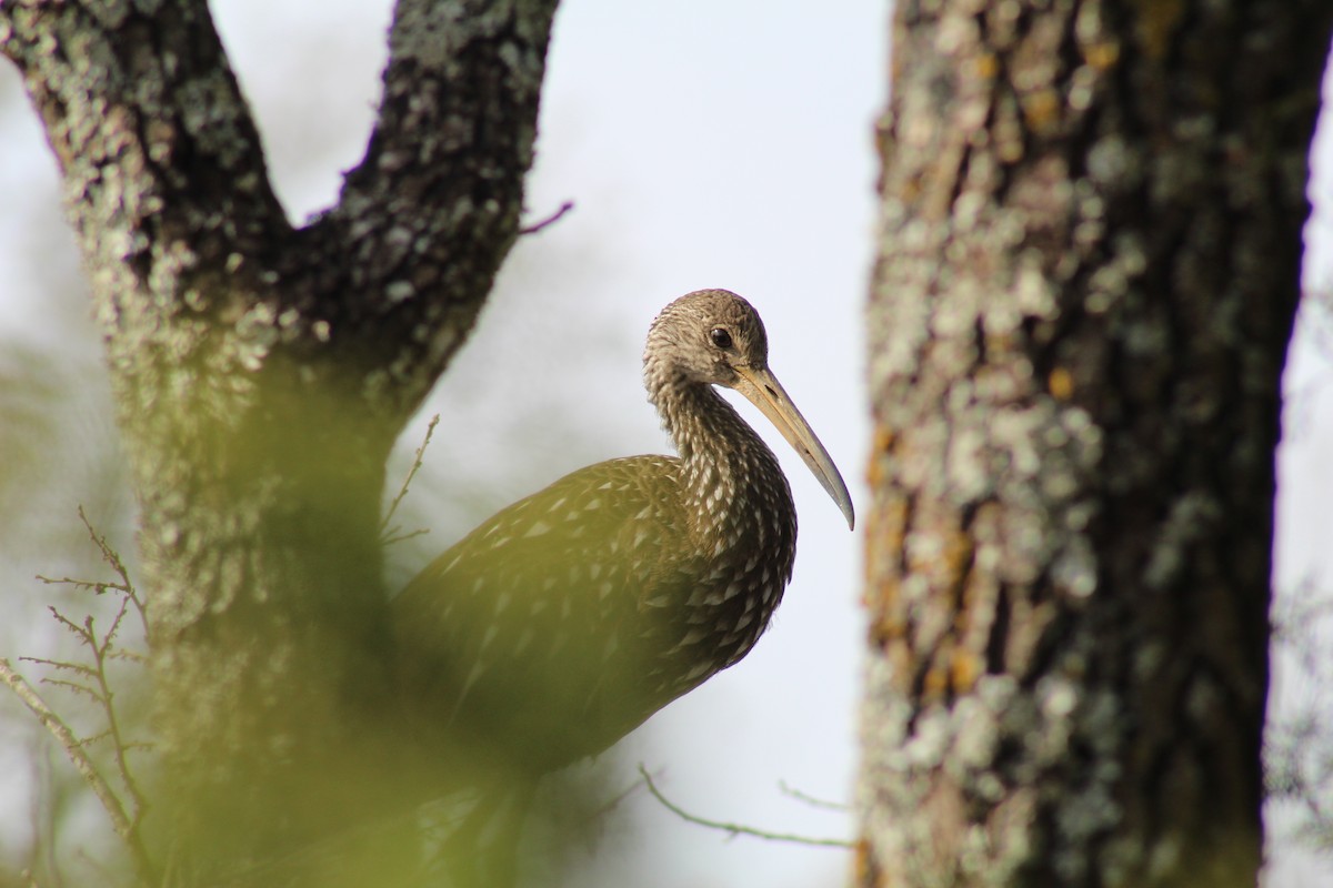 Limpkin - Ty Sharrow