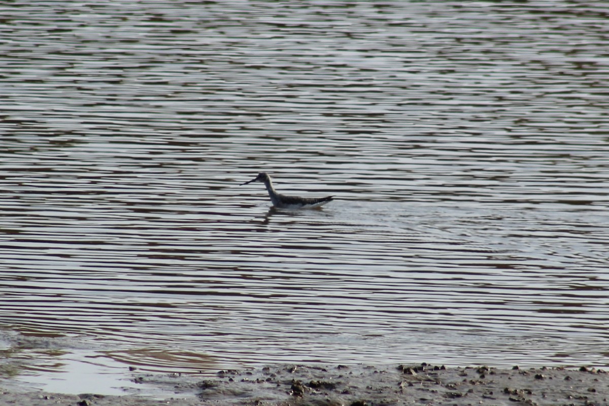 Greater Yellowlegs - ML611540190