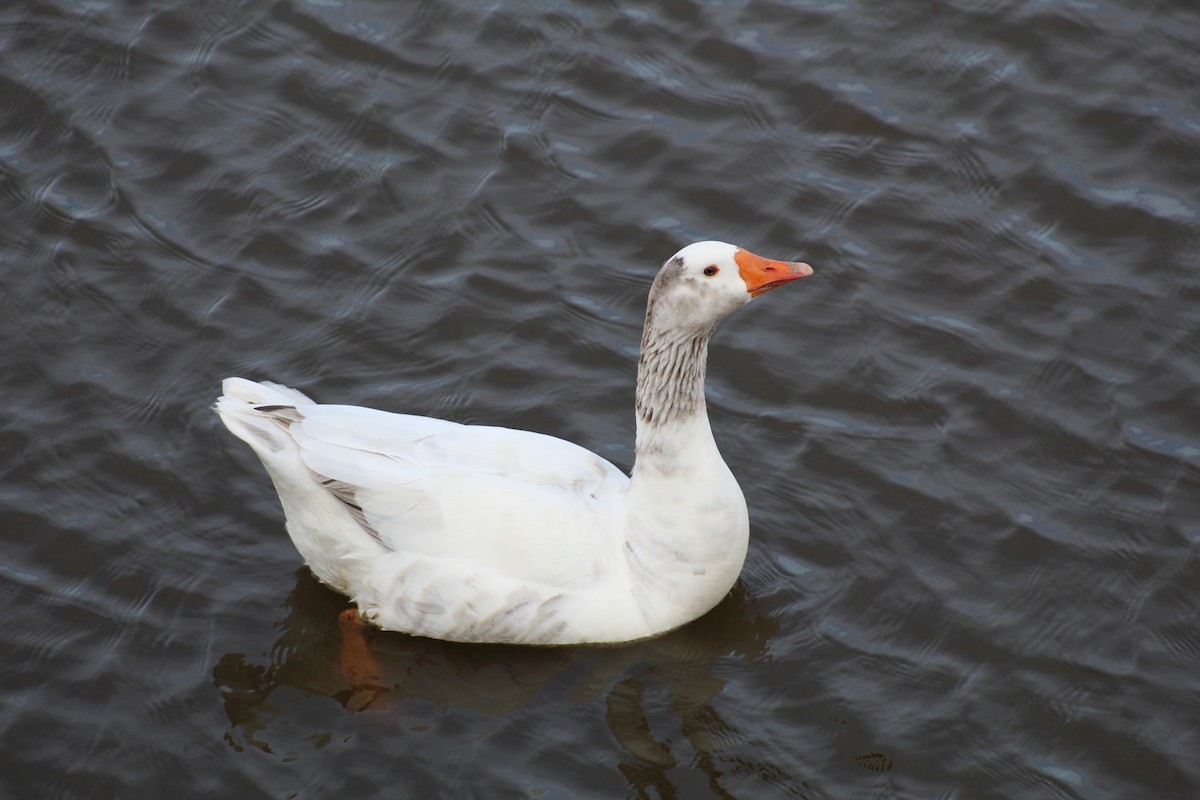 Domestic goose sp. (Domestic type) - Ty Sharrow